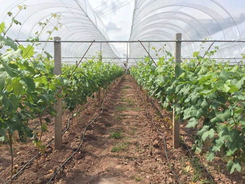 老鸦柿花果期如何科学施肥？果实能否达到最佳口感