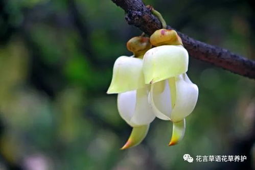 禾雀花何时盛开？各地花期有何不同