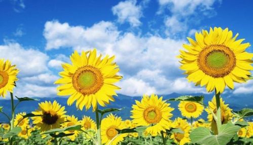 向日葵生长关键步骤：播种、发芽、扎根、开花