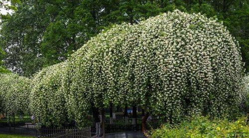 木香花，那生长速度是怎样的呢？