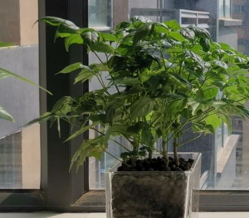 幸福树掉叶子怎么办？教你几招轻松应对