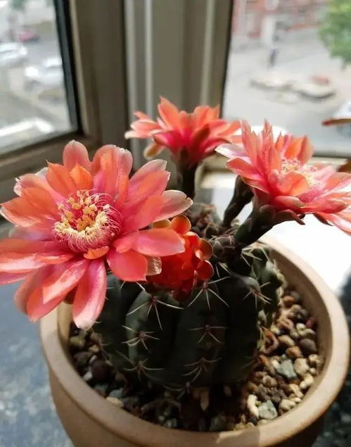 三、如何根据花浇水“喝水”