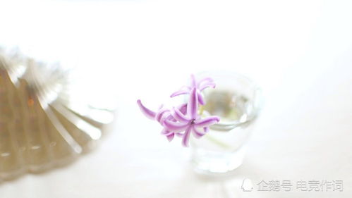 栀子花（T