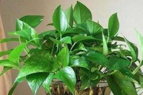 观叶植物如何长得茂盛？光照和水分是否恰到好处