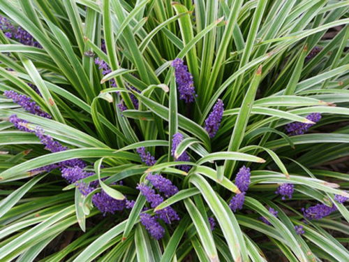 矮麦冬草的种植与收获