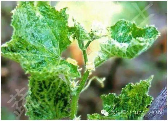 实验数据：己唑醇的杀虫力