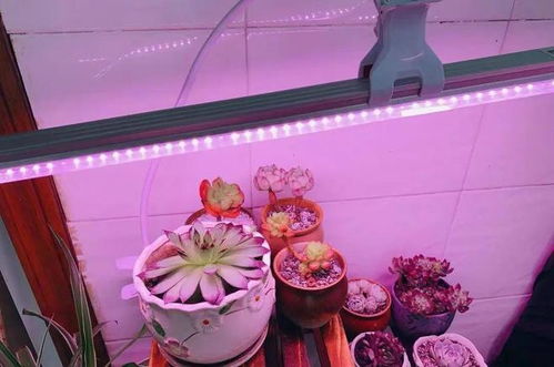 多肉补光灯哪个牌子效果最好？求推荐10大品牌补光灯！