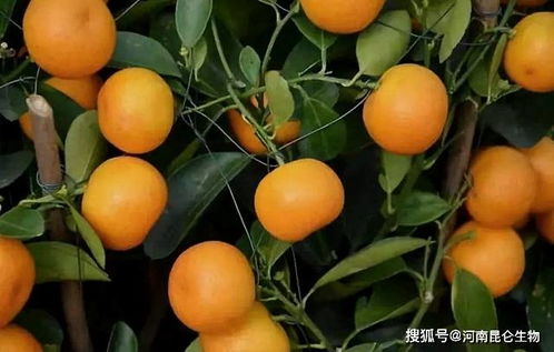 盆栽金桔树夏天怎么养？如何避免黄叶落叶
