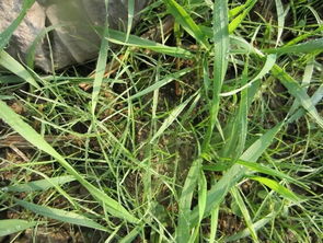 转基因作物，草甘膦的“好伙伴”？