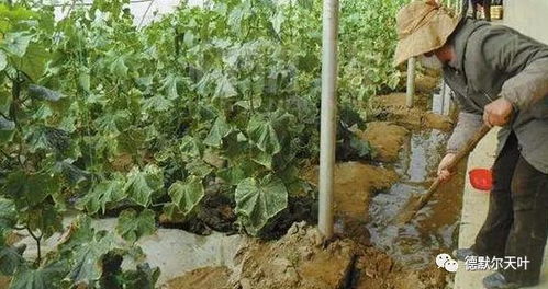 北方冬季树木如何浇水才能避免冻伤