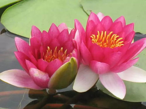 木兰花，花中君子