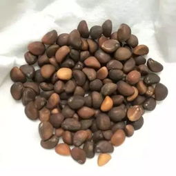 繁育方法， 低温层积催芽