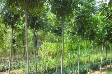 根蘖苗：地下生长的秘密