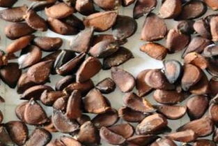 木瓜籽：种植前的秘密大揭秘