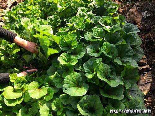 冬寒菜：多茬收获的宝藏