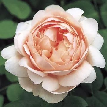 安布里奇月季的缺点