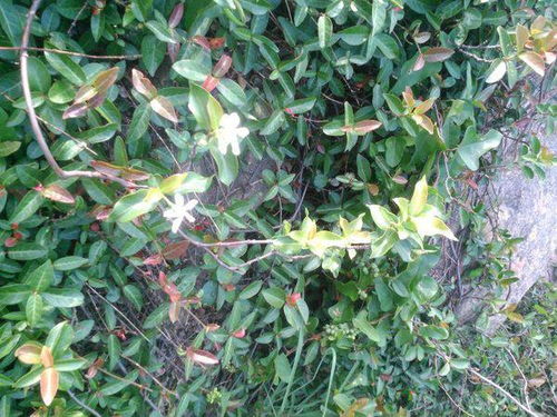 风车茉莉的土壤选择