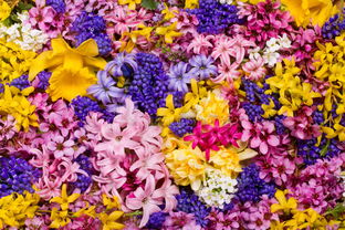 朝颜草的稳定开花