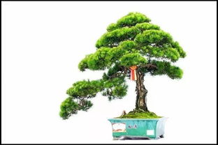 黑松浇水的技巧，别再干等土壤干透啦！