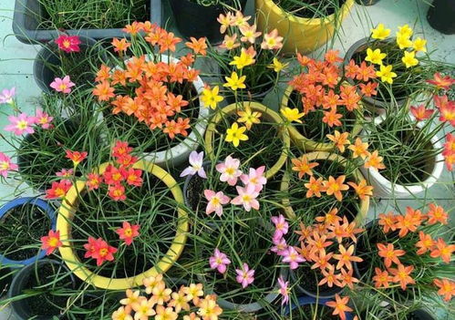 花卉大揭秘：六种花打造金秋花园