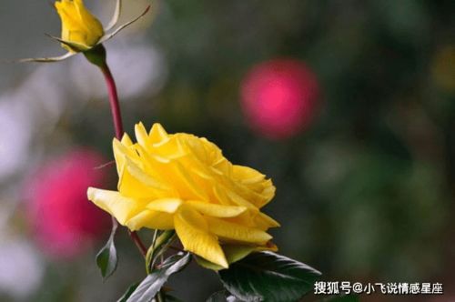 好一朵玫瑰花，花开谁家院