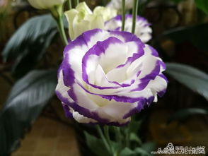 花卉世界，缤纷乐园