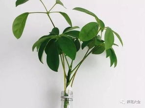 薄荷：清新空气的小嫩手