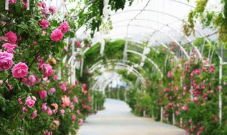 玫瑰花养护，延长花期的小技巧