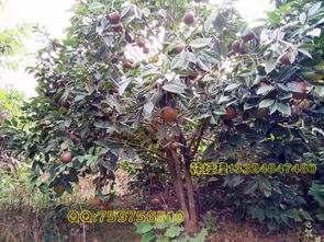 油茶种子，晒干后仍然可依发芽