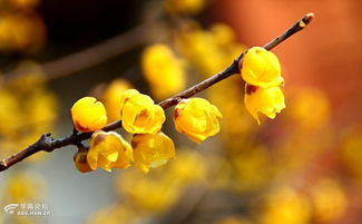 具体哪个季节开花的呢？