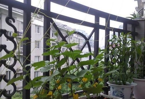 种植方法要得当