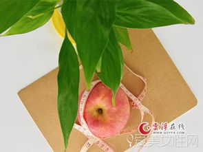 西红柿底部烂果的烦恼