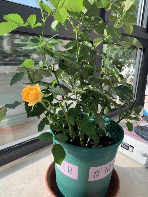 月季种植技巧：选肥沃土壤