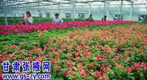 城市绿化， 花草的五彩斑斓