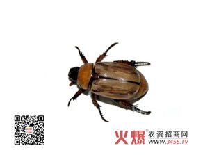 金龟子防治，农药选对是关键