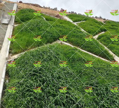 品种选择：根据用途选草籽