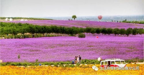 青海室外花园种什么花适合？