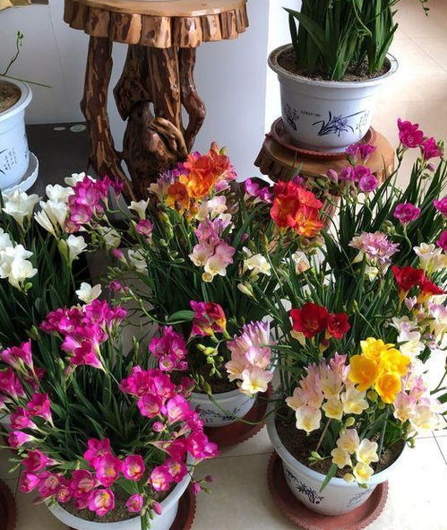 室内大盆种什么花既美观又好养？一探究竟！