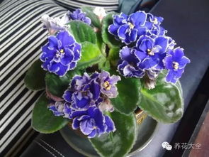 常见花卉的养殖方法