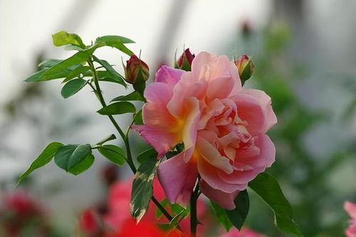“养花知识大全：掌握花卉养护技巧
