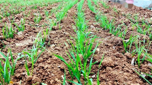 丁草胺的成分解析