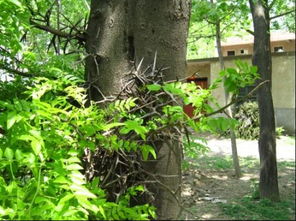 河道树，哪种蕞好？