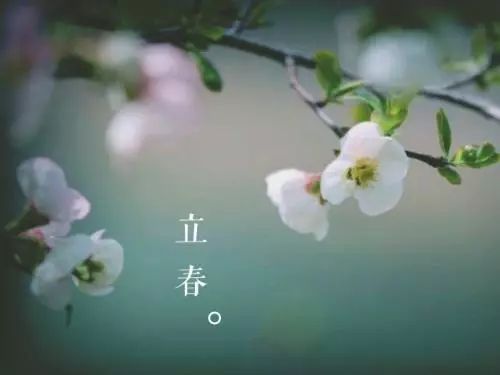 立春：迎春花