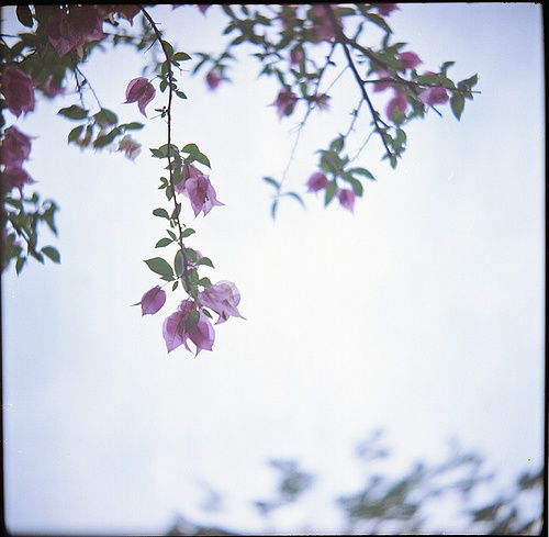 花木与人情， 情感的寄托