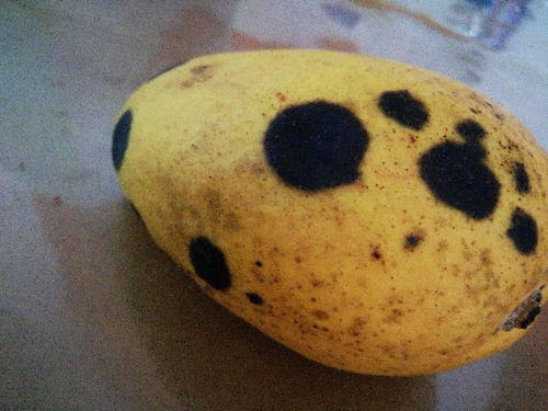 芒果上的黑斑，真相大揭秘