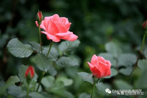 养到光秃秃的真难kan， 有朋友直接把养成这样的月季丢掉了哪怕是好品种的也没有办法，半死不活的养着也没意思，其实养成光杆司令也不要着急，用些方...