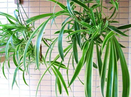 想让植物长得旺盛，土壤肥沃吗