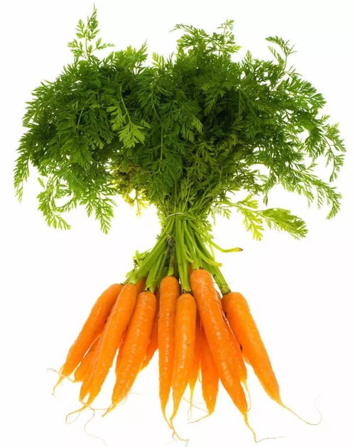 胡萝卜种植， 注意事项多