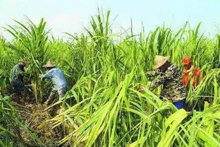 寒冬牧草告急，速生草料嫩否解燃眉之急？