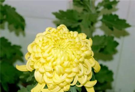 北方种植菊花最适宜的月份是几月？